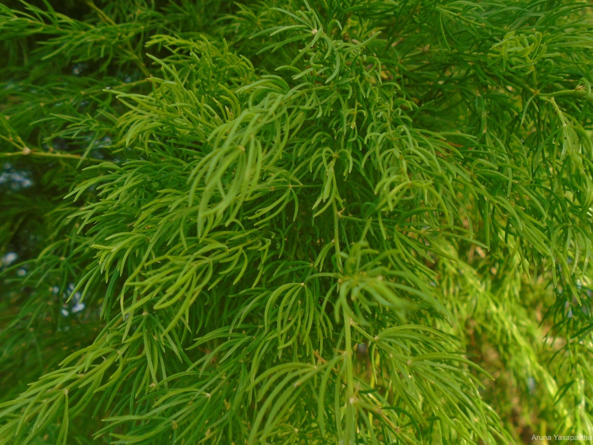 Asparagus racemosus Willd.